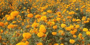 तिहारका लागि फूल तयार