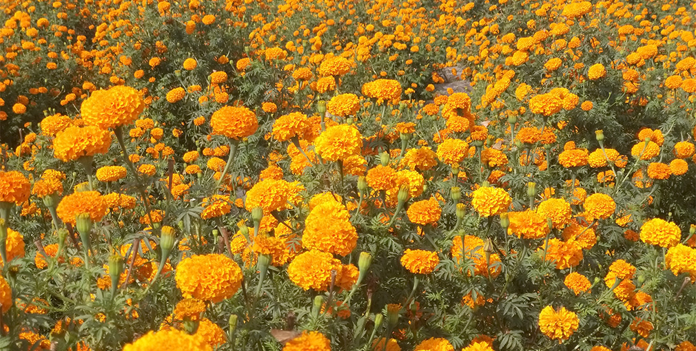 तिहारका लागि फूल तयार