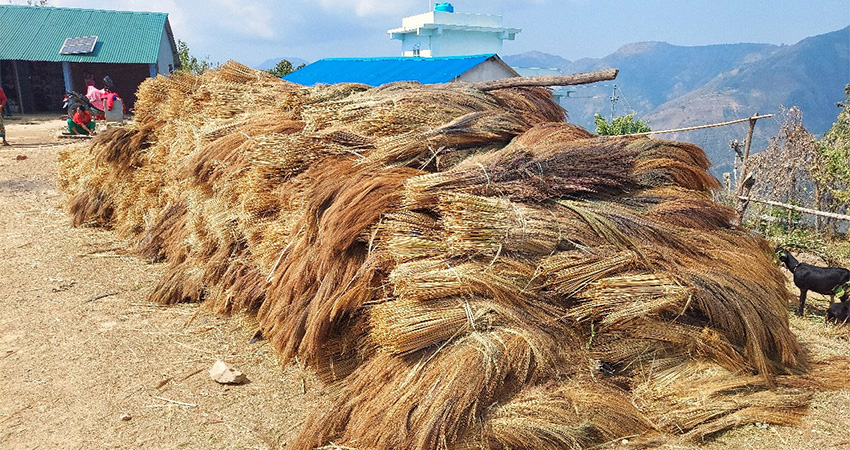 वनमा लगाइएको अम्रिसो बेचेर तीन करोड बढी आम्दानी