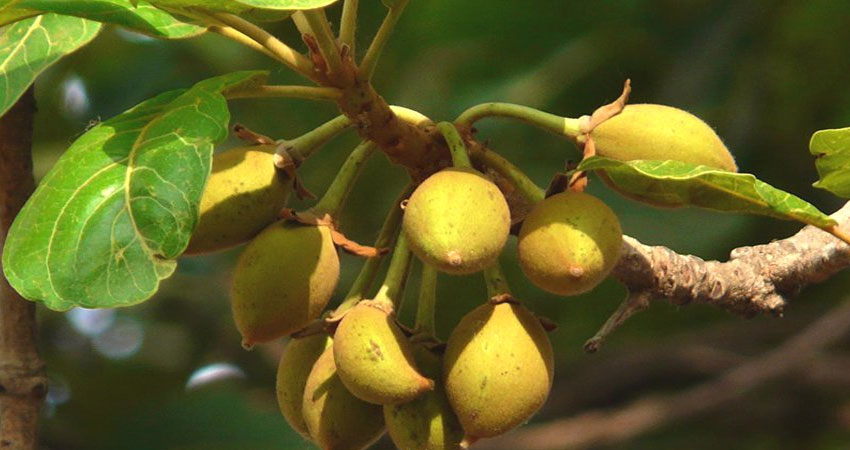 चेपाङ समुदायलाई चिउरीखेती गर्न प्रोत्साहन