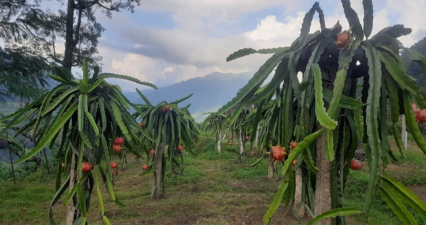 इलाममा ड्रागन फ्रुटको खेती विस्तार हुँदै