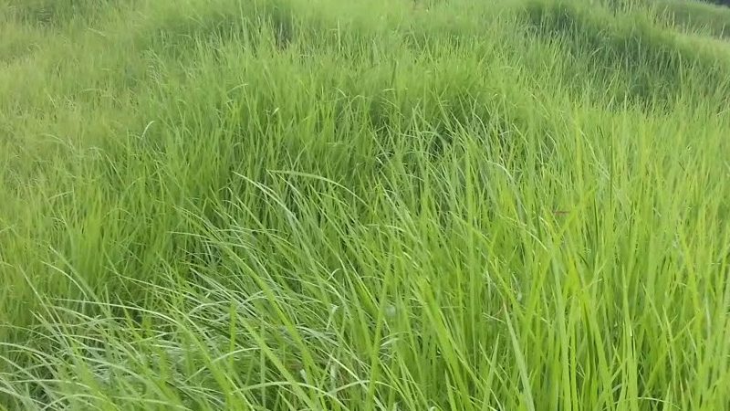 घाँस आम्दानीको राम्रो स्रोत