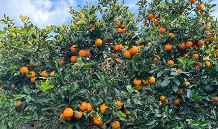 मूल्य पाइने आशामा बोटमै जुनार