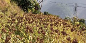 समयमा पानी पर्दा उदयपुरमा कोदो उत्पादनमा बृद्धि