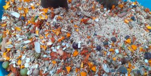 बालाचतुर्दशीः डोलेश्वर,ज्योतिर्लिङ्गेश्वर र गोकुलधाममा छरियो शतबीज
