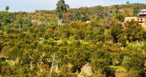 स्याङ्जामा दुई हजार ३५० हेक्टरमा सुन्तला बगैँचा विस्तार