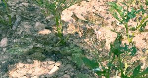 सिङ्गो हिउँद पानी नपरी बित्दै, चिन्तामा किसान