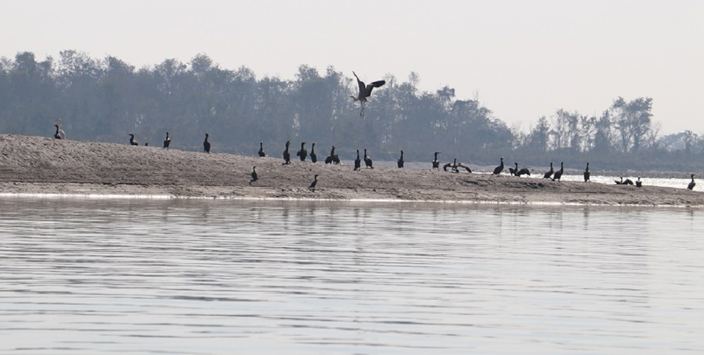 नारायणीमा भेटिए ४१ प्रजातिका चरा