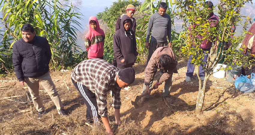 नवलपुरका किसान सुन्तला बगैँचा व्यवस्थापन व्यस्त