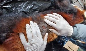 A female red panda viewed as dead