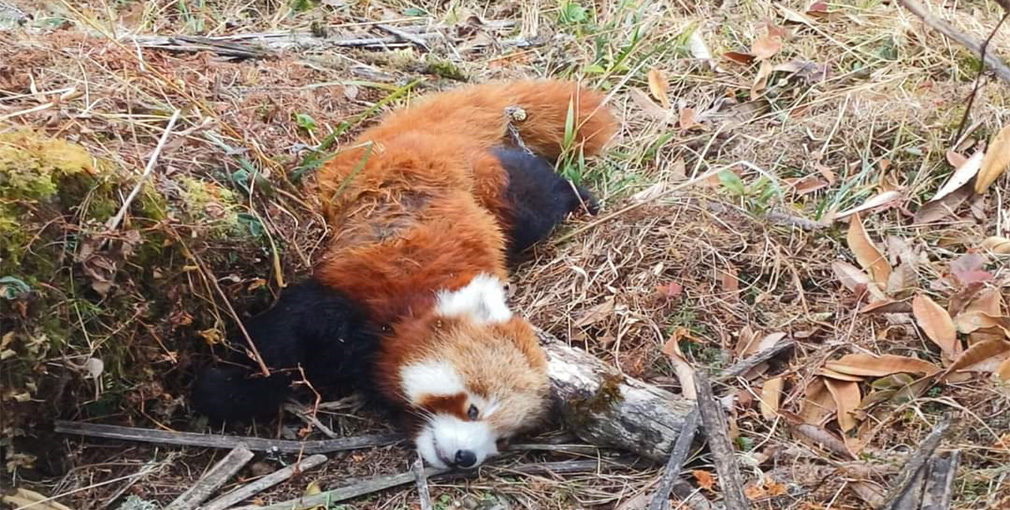 जौबारीमा मृत भेटियो रेडपान्डा