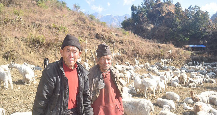 भेडीगोठमै मितेरी साइनो लगाउँदा…