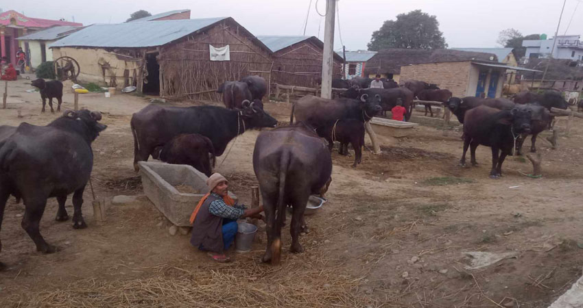 भैँसीपालनबाट मासिक एक लाख ५० हजार आम्दानी गर्छन् दाङका यादव