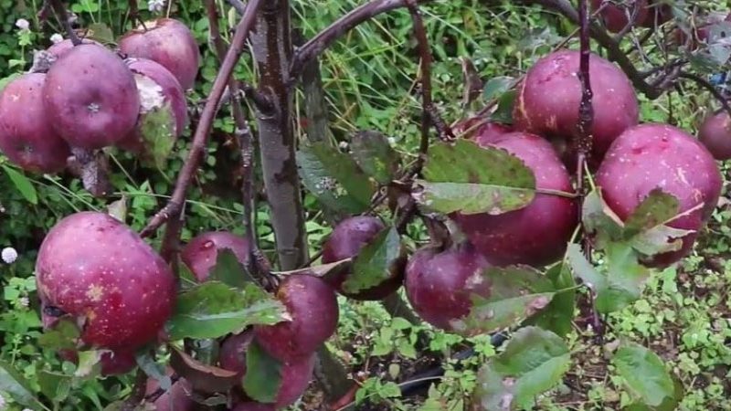 जुम्लामा उत्पादन भएको स्याउको अधिक माग