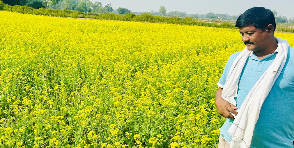 राजनीतिसँगै कृषिकर्ममा चौधरी, घाँस र अन्न बेचेर १० लाख सम्म आम्दानी