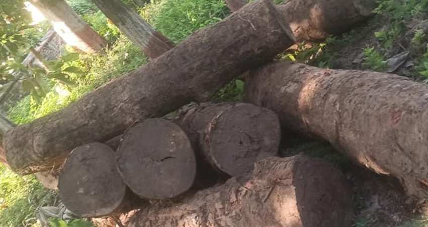 पर्सामा दुई हजार दुई ९१ क्युफिट काठ बरामद