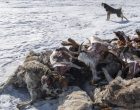 कडा मौसमले मङ्गोलियामा २१ लाख पशु मरे