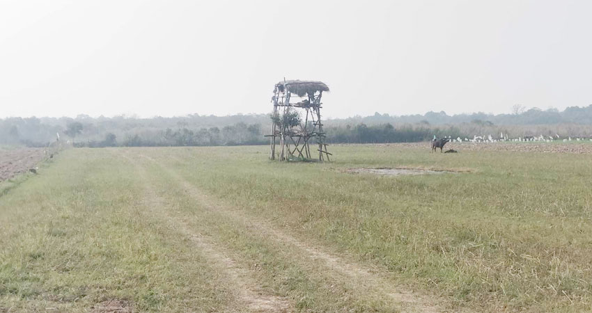 किसानलाई वसन्त पञ्चमीमा श्रमिक पुज्न नपाएको चिन्ता