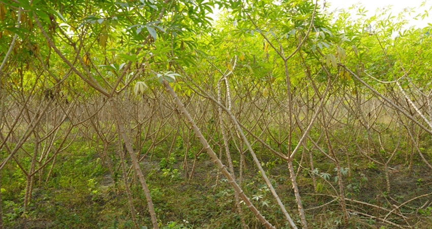 चुलाचुलीका किसान तरुल खेतीतर्फ आकर्षित
