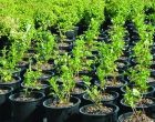 बिरुवा बेचेर वार्षिक ३० लाख कमाउँदै बाङदेल