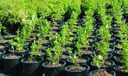 बिरुवा बेचेर वार्षिक ३० लाख कमाउँदै बाङदेल