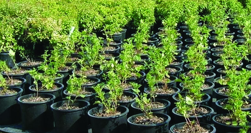 किसानलाई आत्मनिर्भर बनाउन पाँच हजार बिरुवा वितरण
