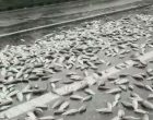 बेसिनका माछा सेवन नगर्न आग्रह