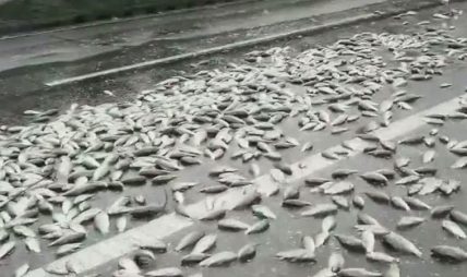 बेसिनका माछा सेवन नगर्न आग्रह बेसिनका माछा सेवन नगर्न आग्रह