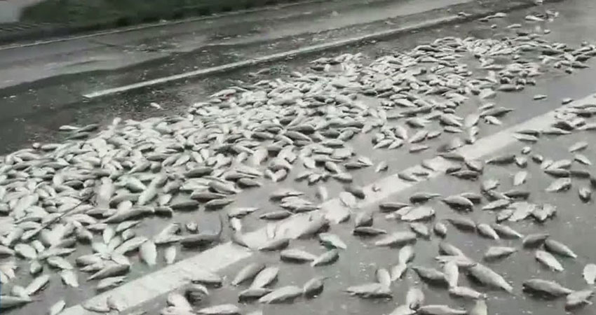 बेसिनका माछा सेवन नगर्न आग्रह