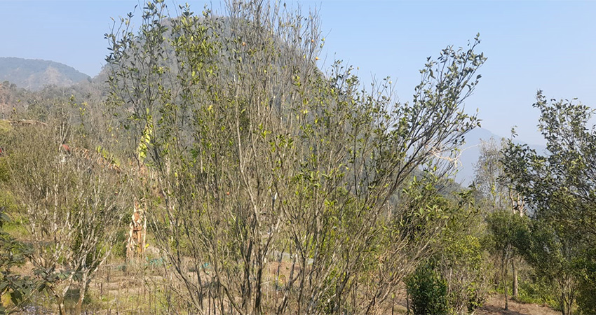 इलाममा ‘पकेट’ क्षेत्रमै सुन्तलाको बोट मर्न थालेपछि किसान चिन्तित