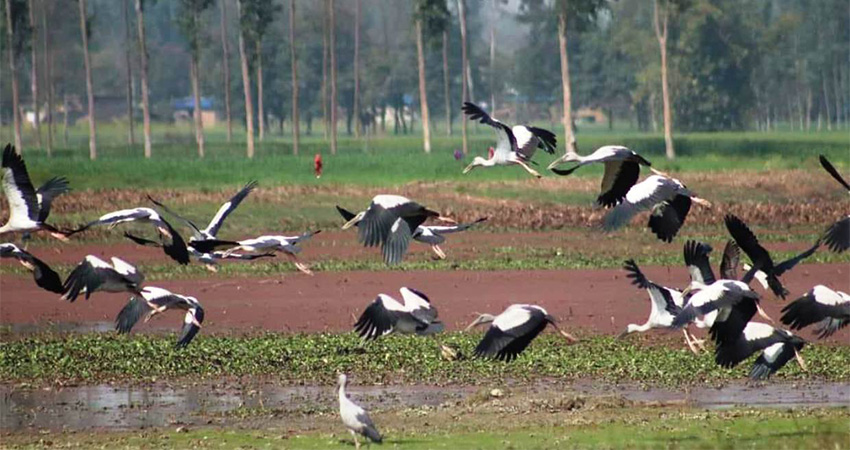 चराको स्वर्ग भनेर चिनिने पुरैनी ताल संरक्षणको पर्खाइमा
