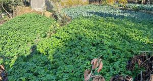 सिङ्गो गाउँ नै तरकारीखेतीमा : वार्षिक भित्रिन्छ ८० लाख