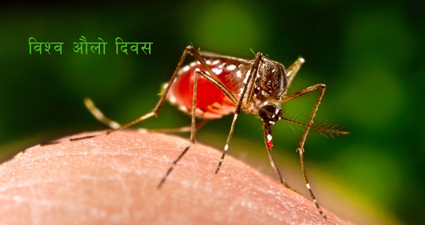 आज विश्व औलो दिवस