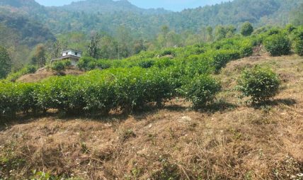 ताराखोलाको चिया मुलुककै उत्कृष्ट