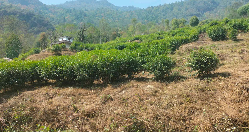 ताराखोलाको चिया मुलुककै उत्कृष्ट