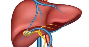 कलेजो प्रत्यारोपणः पुरुष लिन्छन्, महिला दिन्छन्