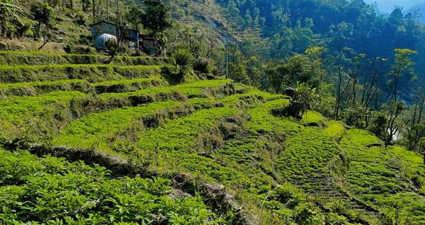 बागलुङका किसान आलुखेतीतर्फ आकर्षित, गतवर्ष अर्ब बढीको उत्पादन