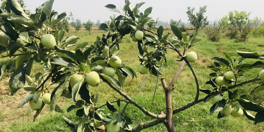काँचो स्याउ सङ्कलन गर्ने व्यापारीका गोदाममा ताला