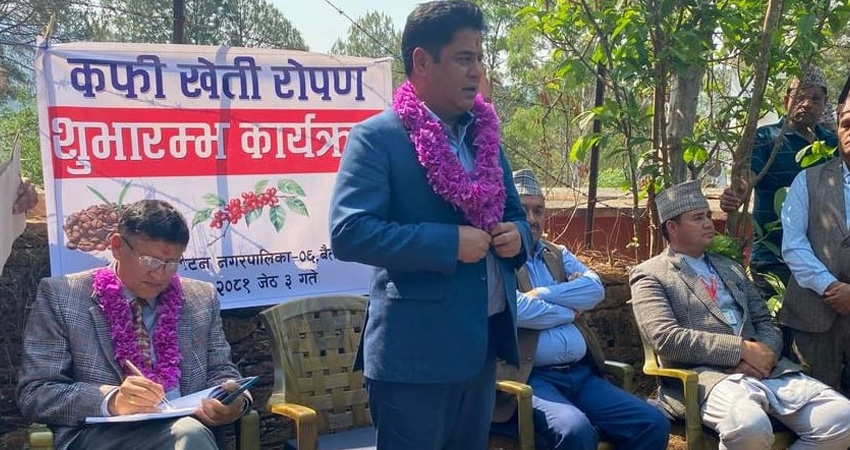 बैतडीमा व्यावसायिक कफी खेती सुरु, मन्त्री भण्डारीद्वारा शुभारम्भ