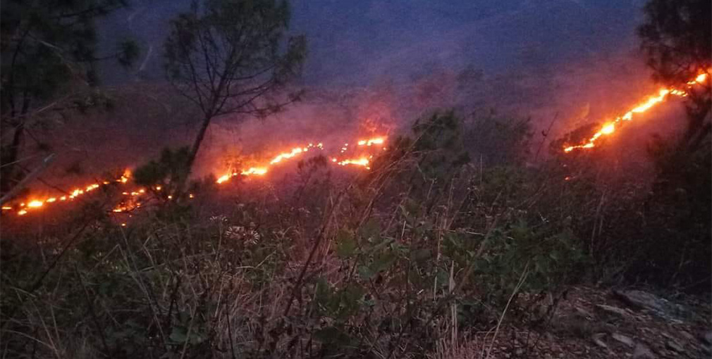 डढेलोले एक सय हेक्टर वन नष्ट