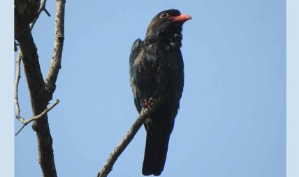 जाडो छल्न आएका चरा फर्किन थाले