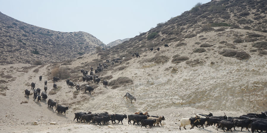 नेपालमै पहिलो पटक विज्ञहरुद्वारा च्याङग्राको भुवा परीक्षण