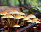 जङ्गली च्याउ खाँदा एक जनाको मृत्यु, दुई जना गम्भीर जङ्गली च्याउ खाँदा एक जनाको मृत्यु, दुई जना गम्भीर
