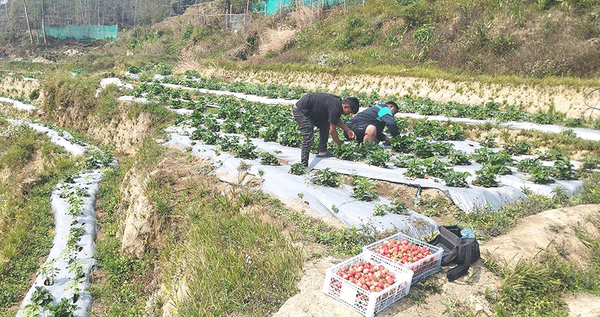 स्ट्रबेरीको माग देखेर उत्साहित छन् कमल