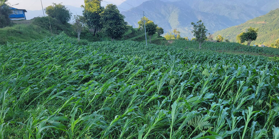 खेतमा बाढी पसेर ५० बिघामा लागाएको मकै खेती नष्ट