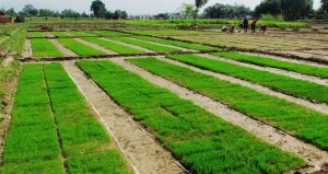 पानी नपर्दा धानको ब्याड राख्न ढिलाइ