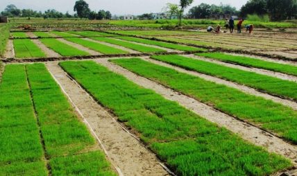 पानी नपर्दा धानको ब्याड राख्न ढिलाइ
