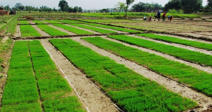 पानी नपर्दा धानको ब्याड राख्न ढिलाइ