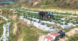 भोजपुरका किसान स्ट्रबेरी खेतीतर्फ आकर्षित