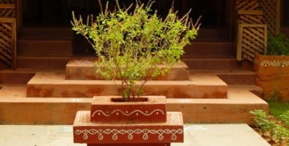 आषाढ शुक्ल एकादशीः तुलसीको बिरुवा सारिँदै आषाढ शुक्ल एकादशीः तुलसीको बिरुवा सारिँदै